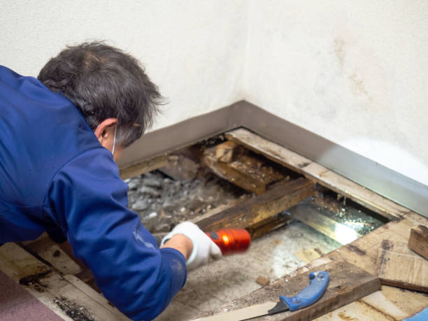 Best Mold Remediation  in Homestead Meadows North, TX