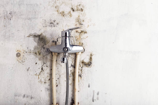 Homestead Meadows North, TX Mold Removal Company