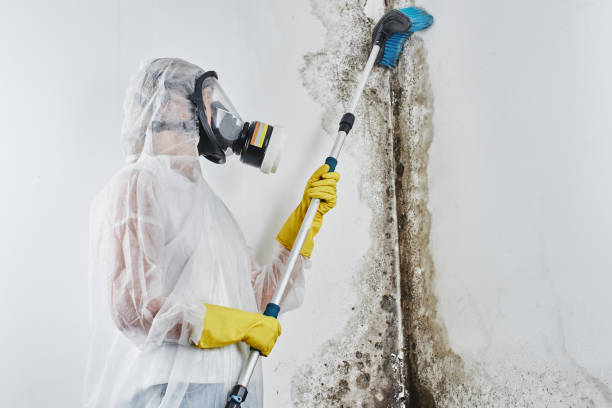 Best Crawl Space Mold Removal  in Homestead Meadows North, TX