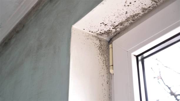 Reliable Homestead Meadows North, TX Mold Removal Solutions
