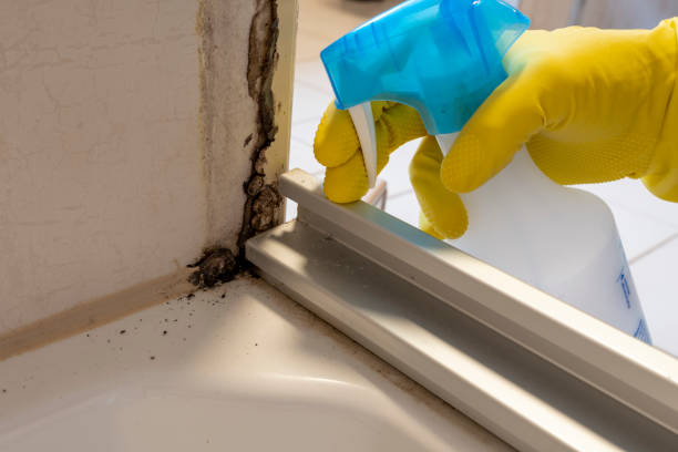 Home Mold Removal in Homestead Meadows North, TX