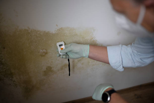 Best Crawl Space Mold Removal  in Homestead Meadows North, TX