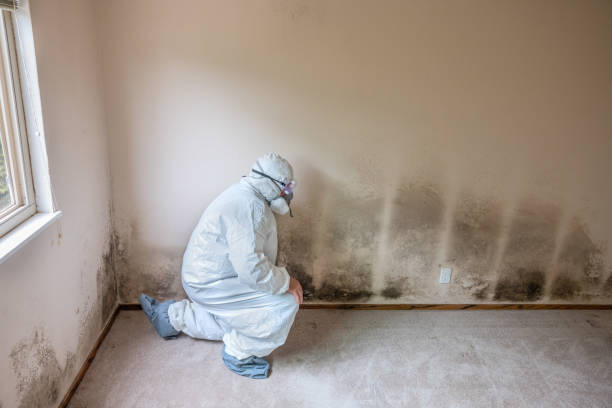 Best Mold Testing  in Homestead Meadows North, TX