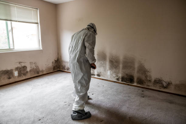 Best Office Mold Removal Services  in Homestead Meadows North, TX