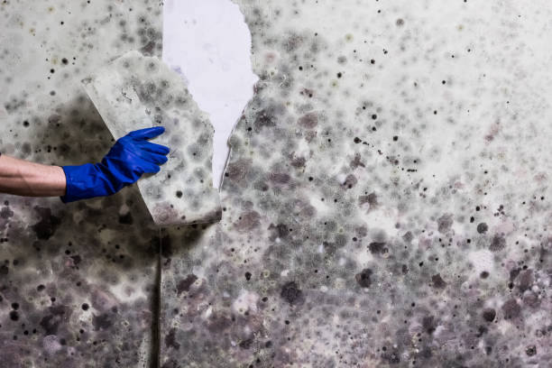 Best Mold Testing  in Homestead Meadows North, TX
