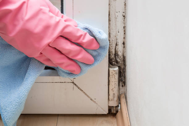 Best Professional Mold Removal  in Homestead Meadows North, TX