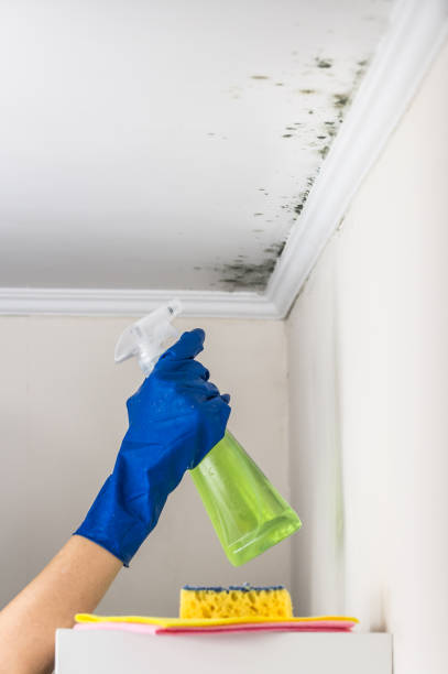 Best Commercial Mold Removal  in Homestead Meadows North, TX